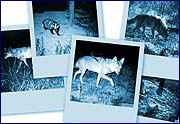 Photo wild animal in alienation zone - wolf, fox, badger, hare, deer, wild boar, Equus Przewalskii