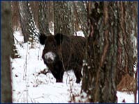 Фото дикого кабана в зимнем лесу