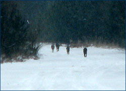 Фото волков обиющих в ближней зоне ЧАЭС