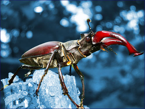 Рідкісний вид жука, що мешкає в сучасній зоні відчуження