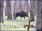 wild boar in the territory of chernobyl exclusion zone