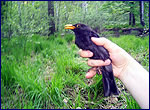Птахи в Чорнобильській зоні