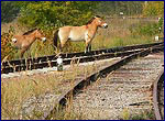 Коні Пржевальського біля залізниці