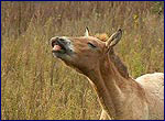 Foal of Equus przewalskii