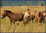 Herd of Equus przewalskii on the territory of exclusion zone