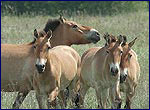 Photo of Herd of Equus przewalskii