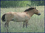 Кінь Пржевальського