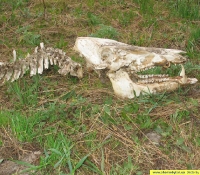 Скелет дикого кабана