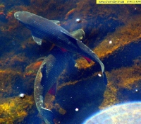 ЧАЭС фото: рыба водоема-охладителя