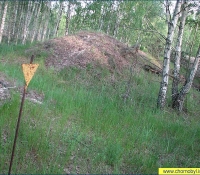 Фото могильника на участке Рыжий лес ЧАЭС