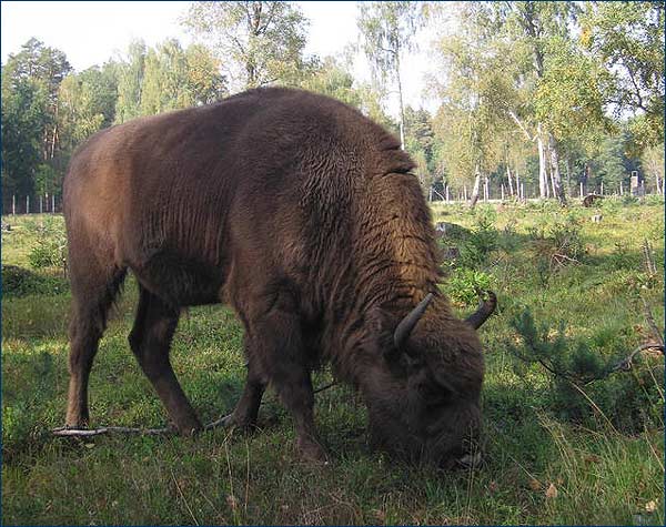 Зубр фото Зубр фото