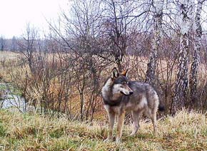 Фото волка в природе
