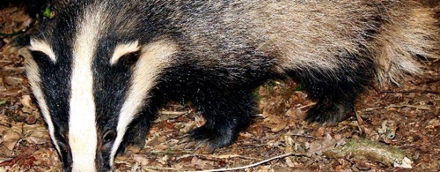 Badger – Meles meles