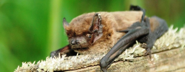 Bats in Chernobyl Exclusion Zone
