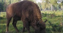 “tsar’s hunt” on the European bison in Ukraine