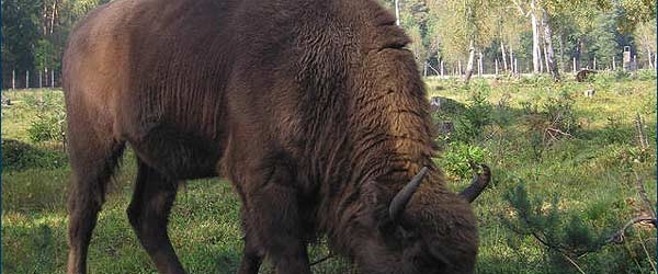 “tsar’s hunt” on the European bison in Ukraine