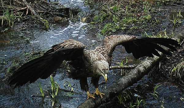 Eagle - trail camera
