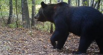 Медведь в чернобыльской зоне: первые цветные фотографии животного