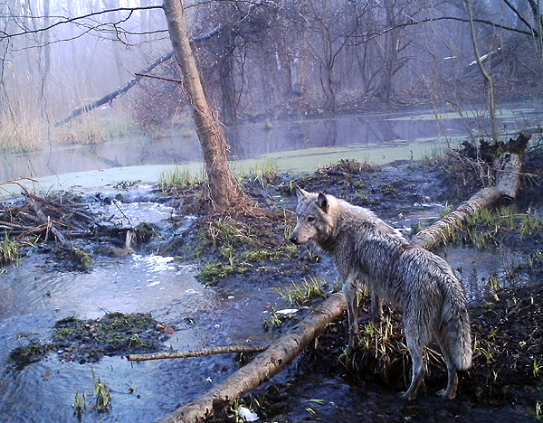Wolf in Chernobyl - trail camera
