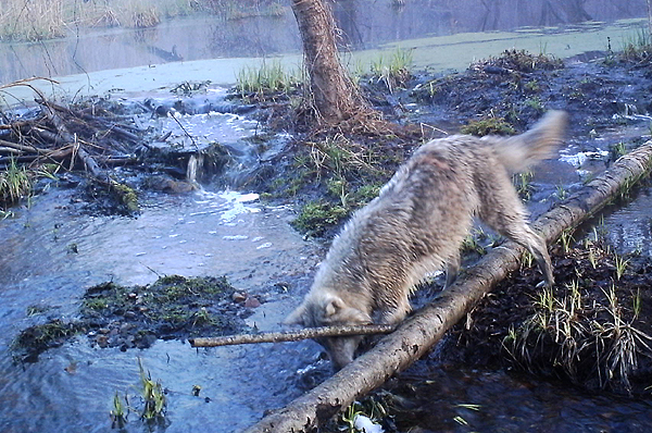 Wolf - trail camera