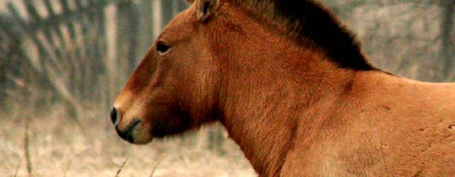 Фото: лошадь Пржевальского