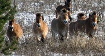 Demographic parameters of a Przewalski horse population in the exclusion zone of the Chernobyl power plant