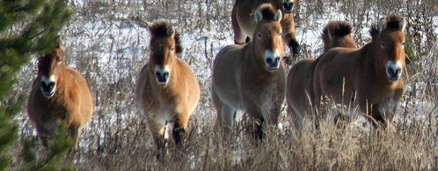 Demographic parameters of a Przewalski horse population in the exclusion zone of the Chernobyl power plant