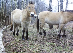 Фото лошадь Пржевальского 2013 год