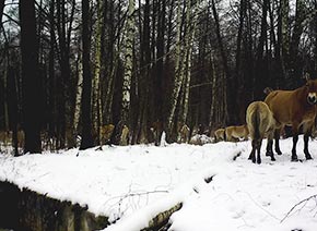 Фото лошадь Пржевальского 2013 год