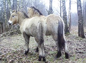 Дикие лошади чернобыльской зоны отчуждения