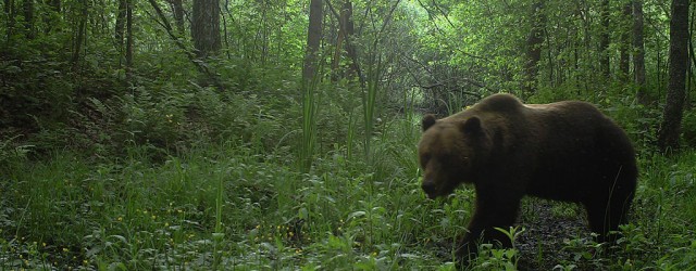 Животные – символы Чернобыля. Бурый медведь.