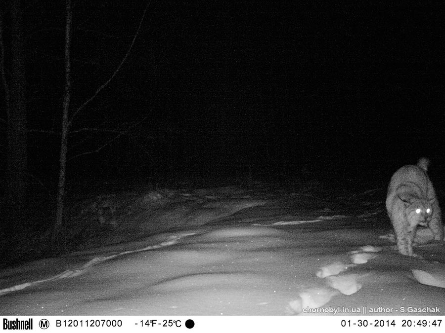 фото рыси в ночном лесу