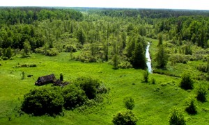 Растительные экосистемы Чернобыль