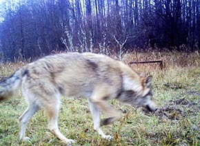 Фото волка в дикой природе 2013 год