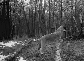 Фото волка в дикой природе 2013 год
