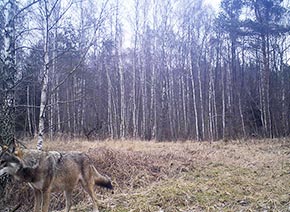 Волки в чернобыльской зоне отчуждения