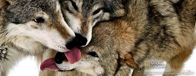Волк в зоне отчуждения – мифы и реальность