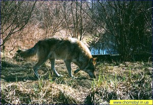 Волк - Чернобыль