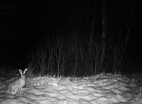 Заяц в дикой природе 2013 год