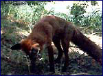 Fox in Chernobyl