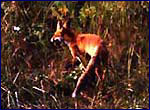 Chernobyl wildlife - fox