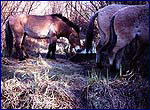 Equus przewalskii pictures