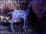 Equus przewalskii photos
