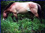 Фотографії коней Пржевальського