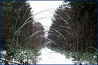 Заснеженный лес фото