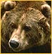 Бурые медведи в белорусской зоне отчуждения