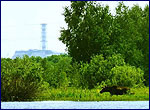 Лось в заплаві річки Прип'ять біля Чорнобильської АЕС