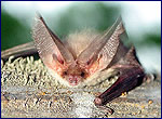 bat - Plecotus auritus