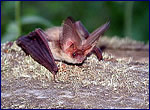 Plecotus auritus - rare bat spesies in exclution zone