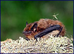 Нетопир лісовий - Pipistrellus nathusii